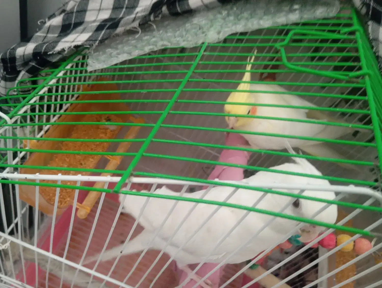 عروسی هلندی جفت|پرنده|زهک, |دیوار