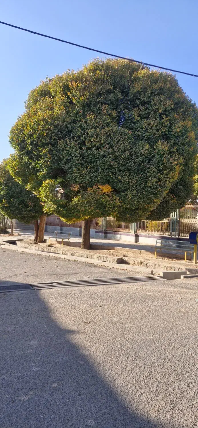 گندم بذری|عمدهفروشی|محمدیه-قزوین, |دیوار