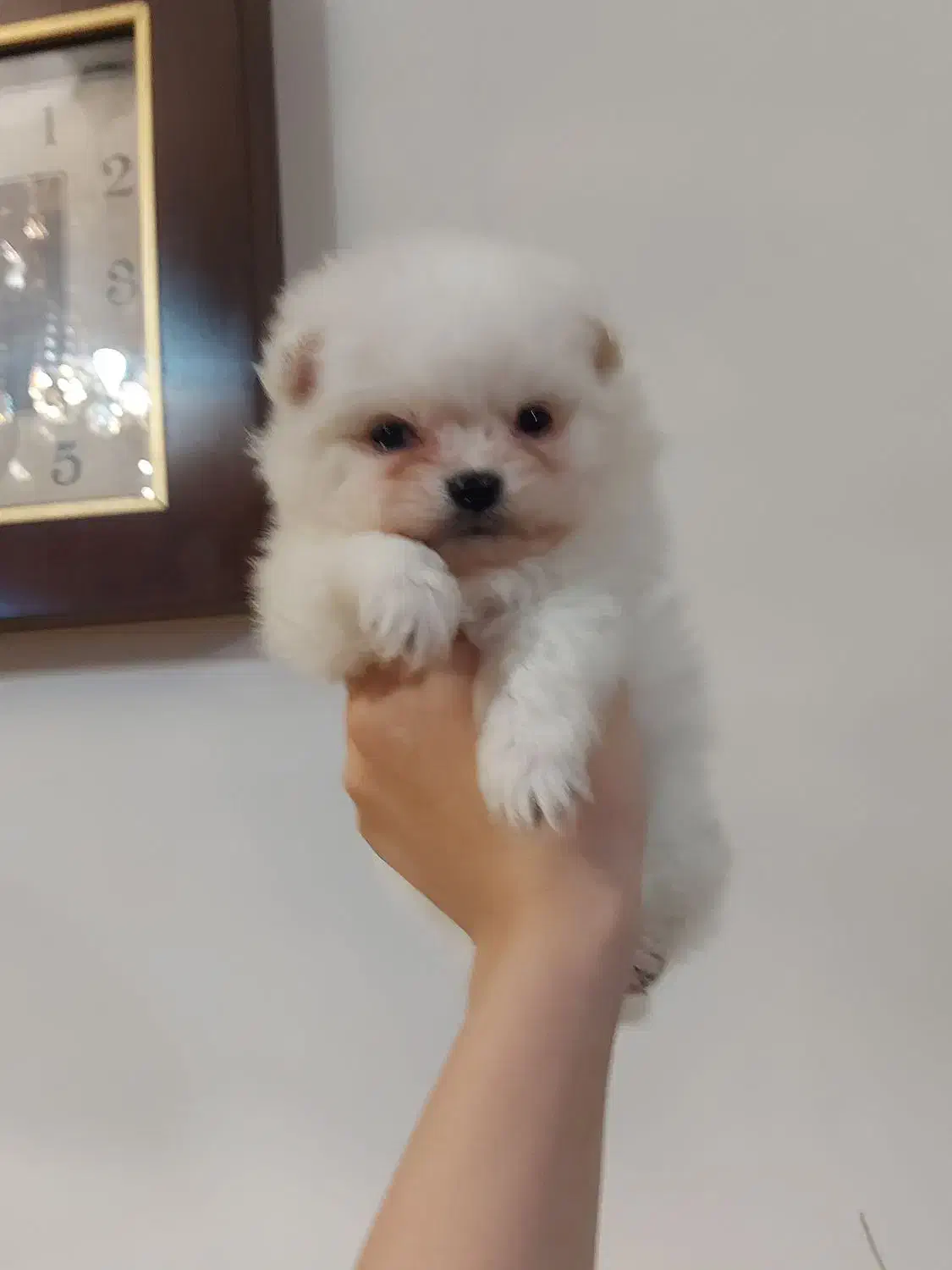 توله پامر از پدر مادر وارداتی|سگ|محمدشهر, محمدشهر|دیوار