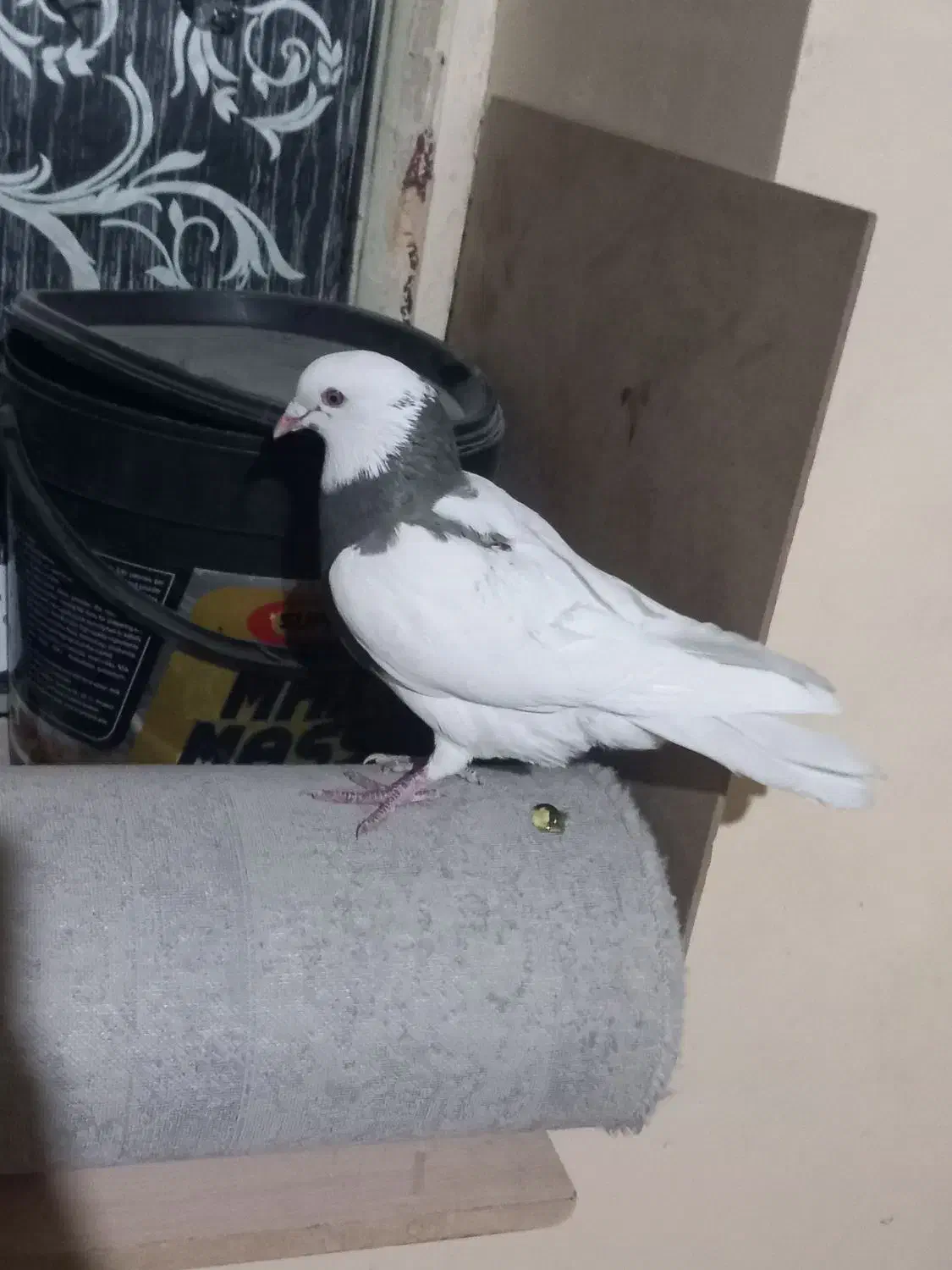 گوشی کفتر|موبایل|مسجد سلیمان, |دیوار