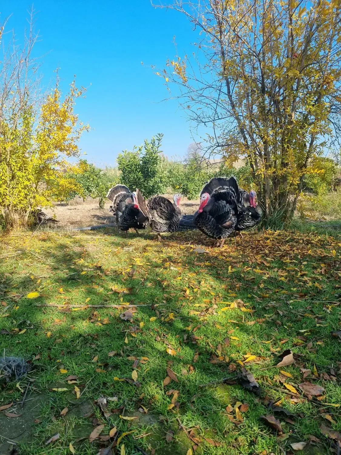 بوقلمون برنز آمریکایی اصل|حیوانات مزرعه|نکا, |دیوار