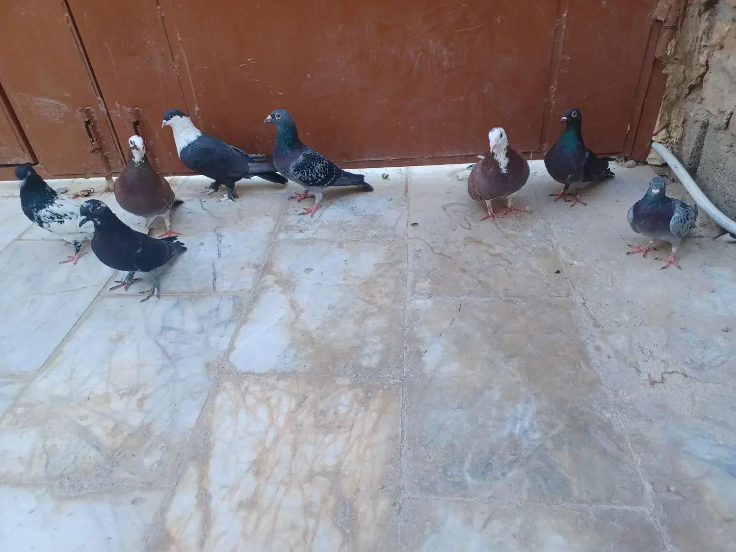 کبوتر|پرنده|سراوان, |دیوار