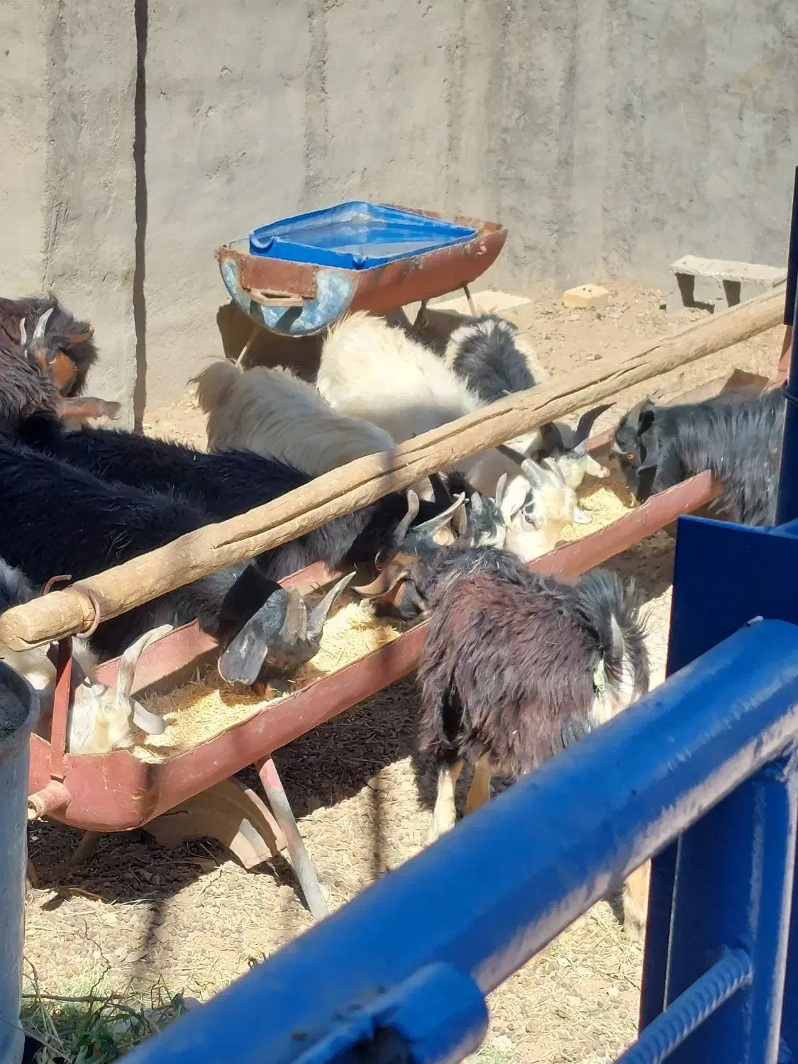 فروش بزغاله نر وماده|حیوانات مزرعه|دلیجان, |دیوار