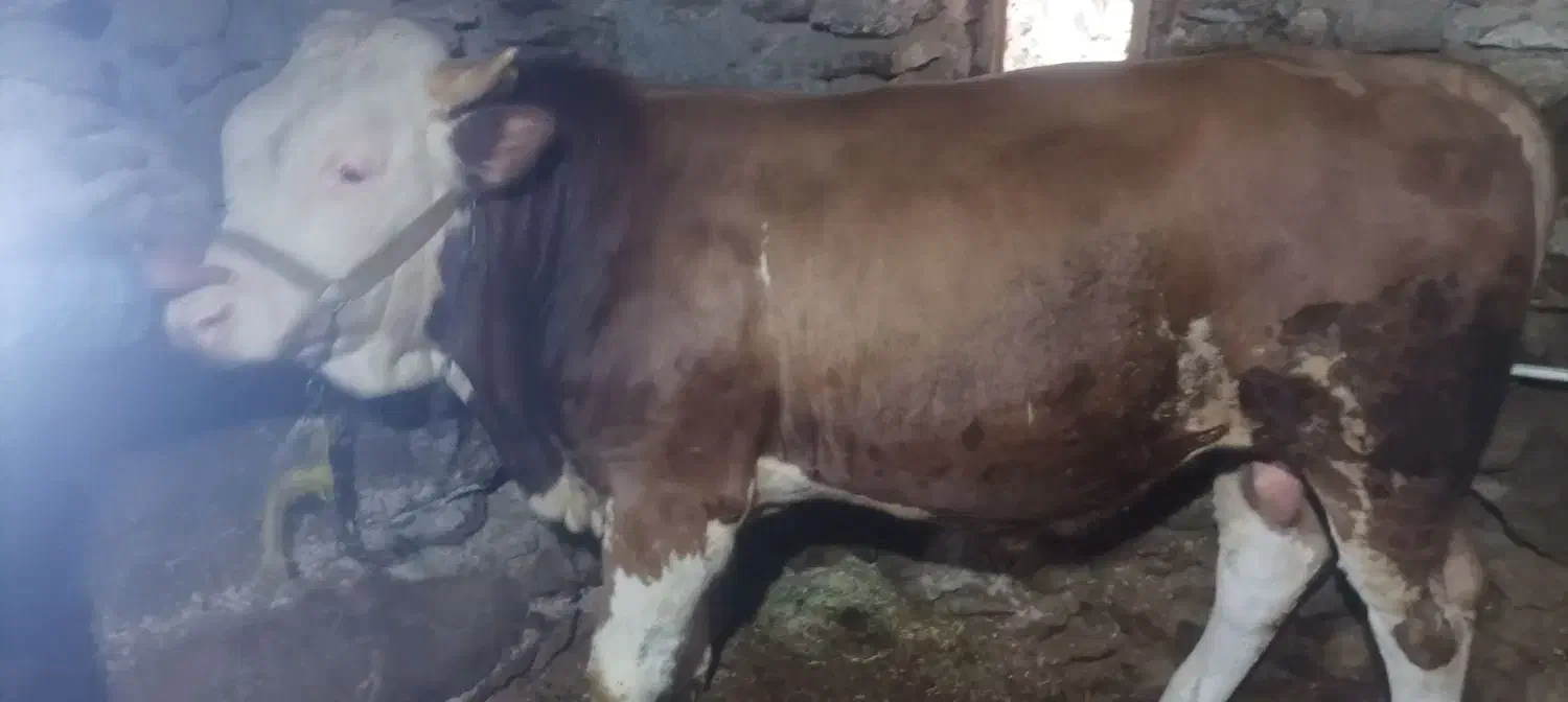 گاو نر|حیوانات مزرعه|کرفتو, |دیوار