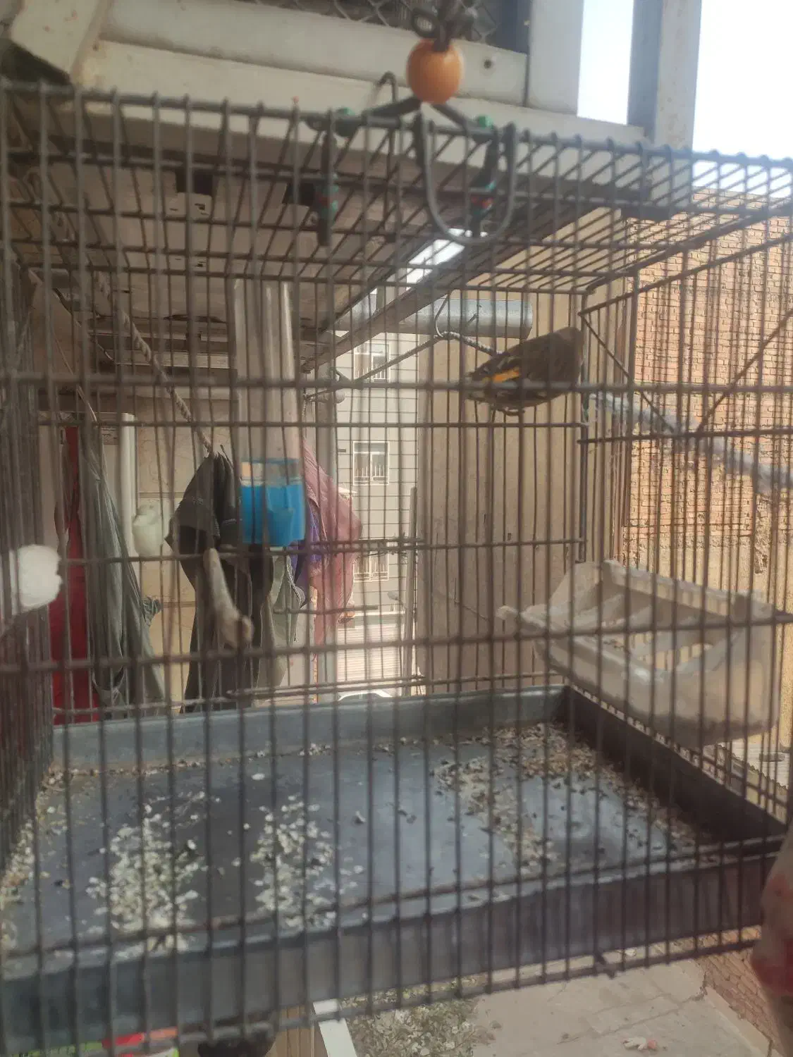 سهره قناری با قفس|پرنده|تهران, شکوفه (عبدل آباد)|دیوار