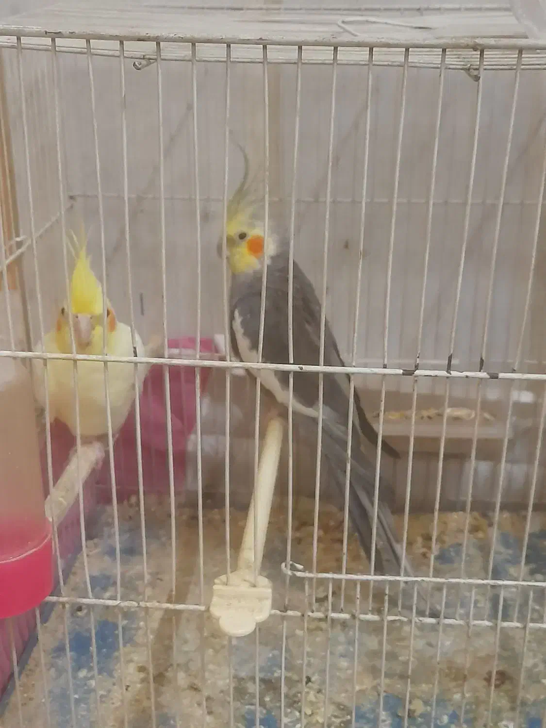 یک جفت عروس هلندی بشرط تخم جوجه معاوضه با کفتر|پرنده|مشهد, نوید|دیوار