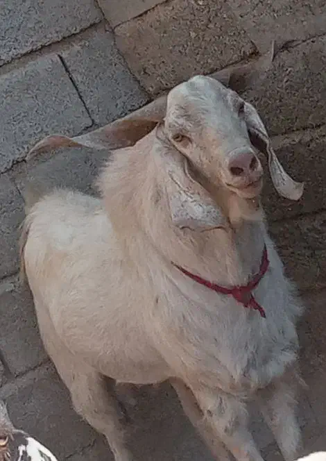 گوسفند|حیوانات مزرعه|فاریاب, |دیوار