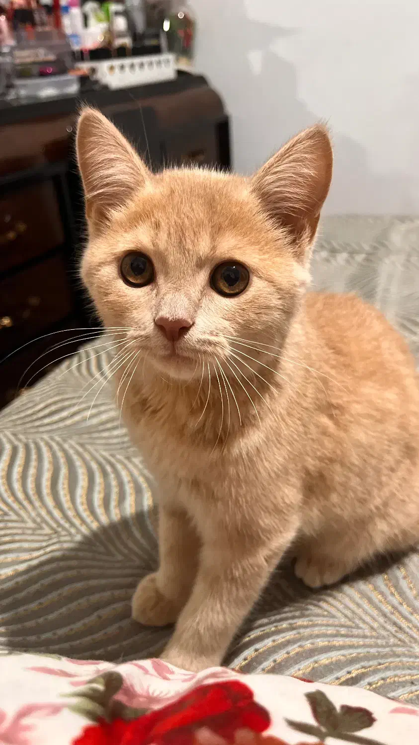 گربه میکس اسکاتیش و بریتیش|گربه|ارومیه, |دیوار