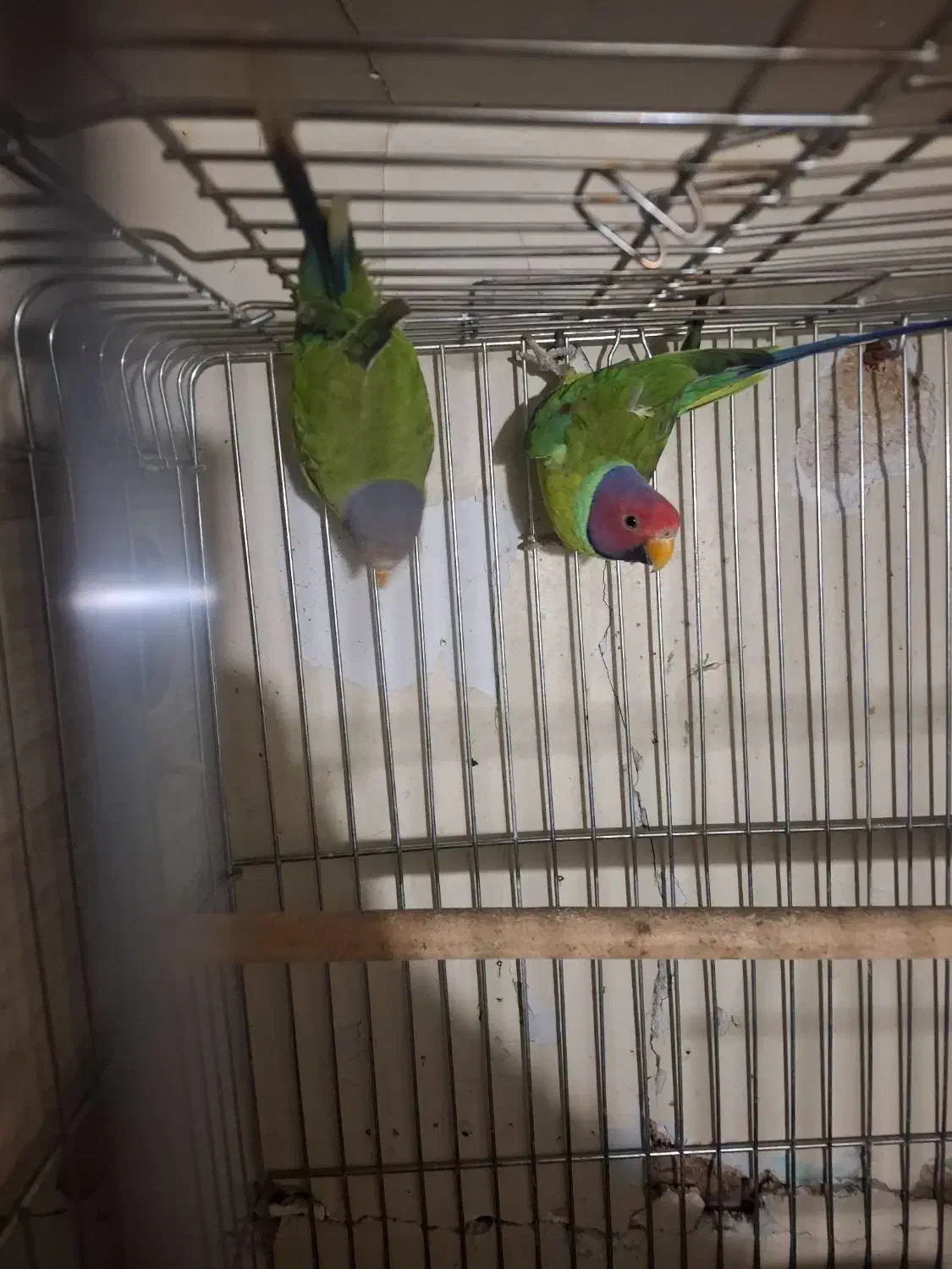 طوطی|پرنده|تهران, جی|دیوار