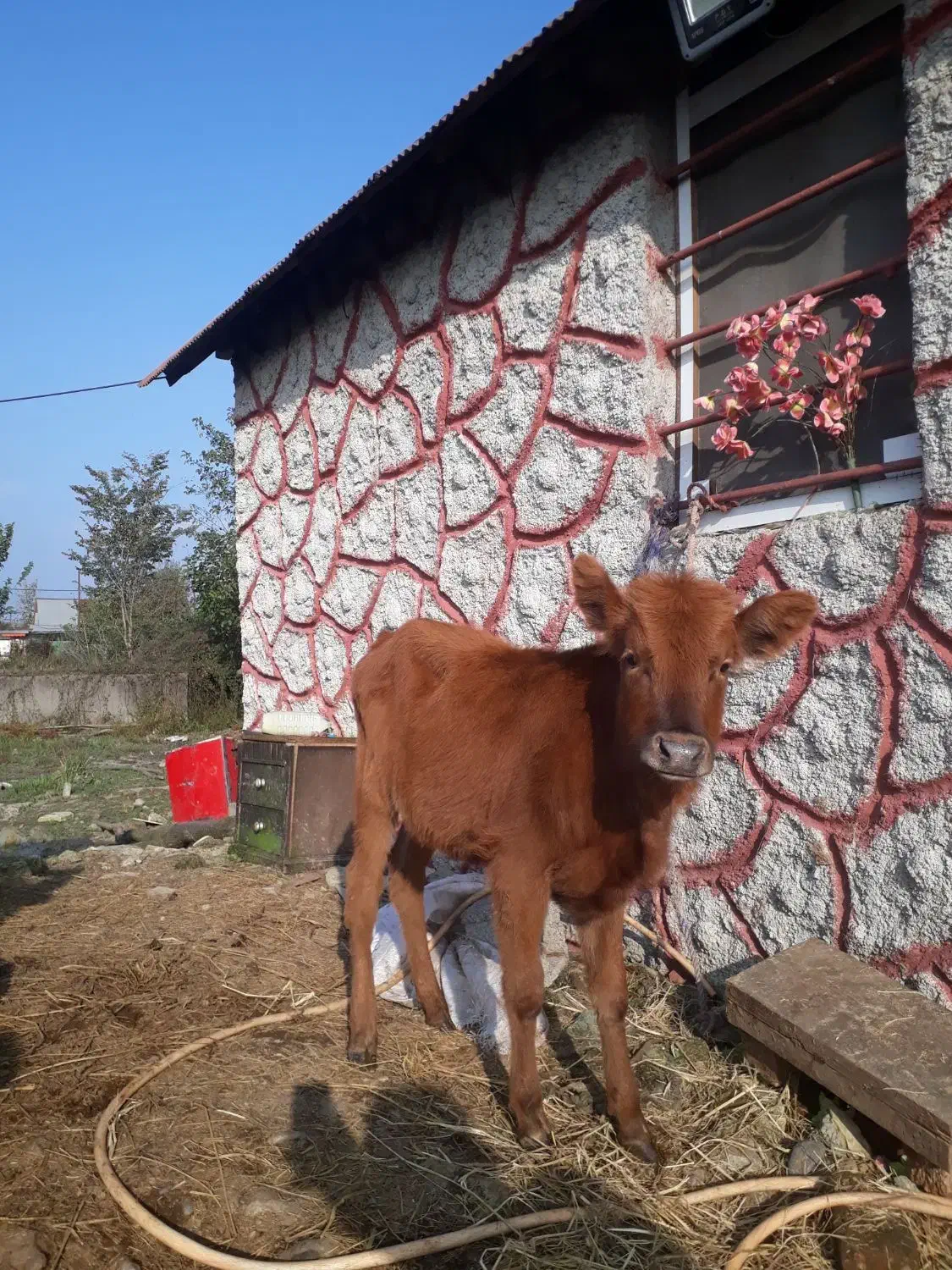 لیشه چالوسی ۷ماهه    گاو ورزا|حیوانات مزرعه|رشت, شهرک صبا|دیوار