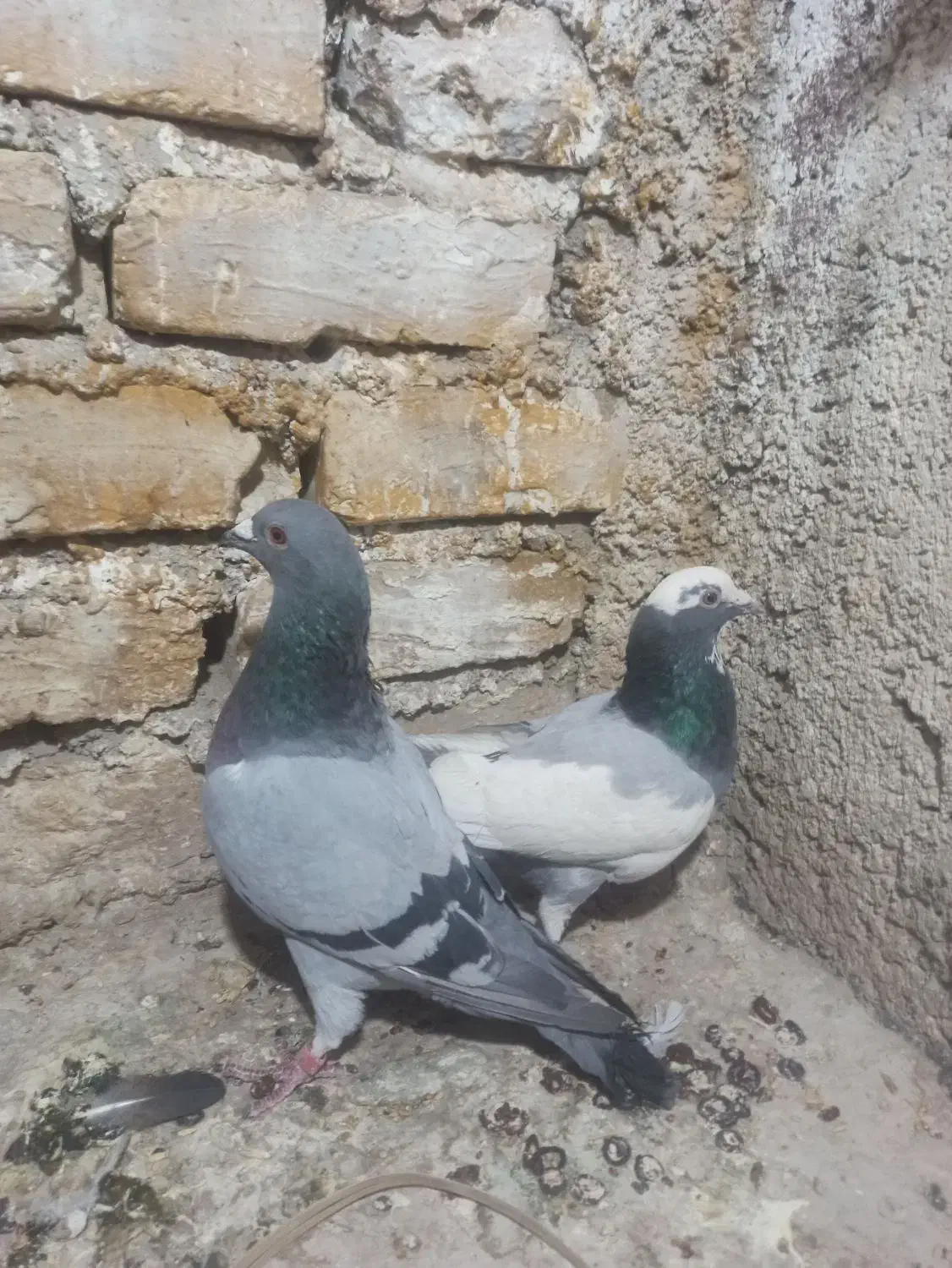 نر و ماده سوز و پلنگ سوز و ماده پلنگ سیاه|پرنده|کازرون, |دیوار