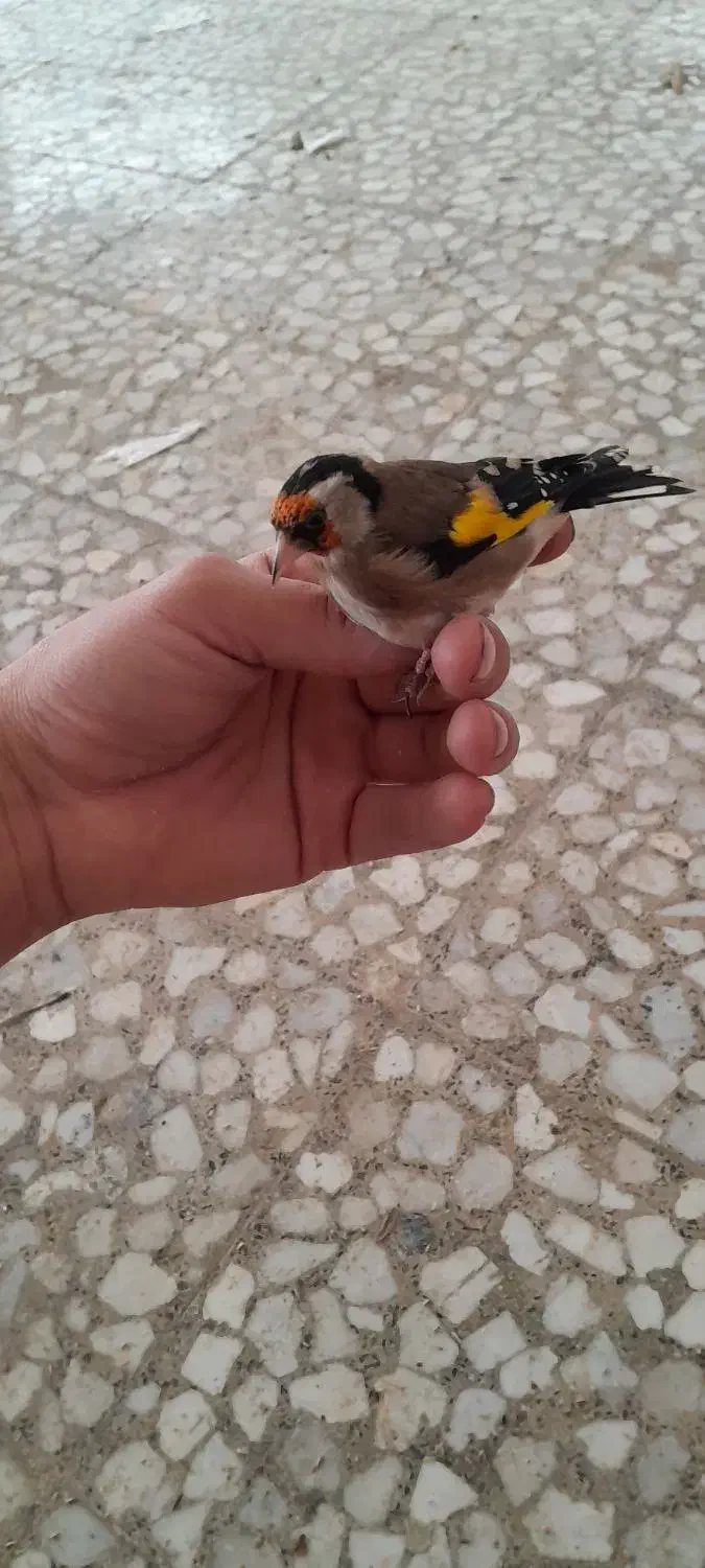 تعدادی سهره کهنه قفس|پرنده|ساری, |دیوار