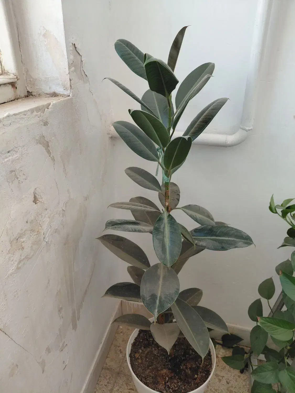 گلدان طبیعی فیکوکس به خاطر کمبود جا ۵۰۰ هزار تومن|گل و گیاه طبیعی|اردکان, |دیوار