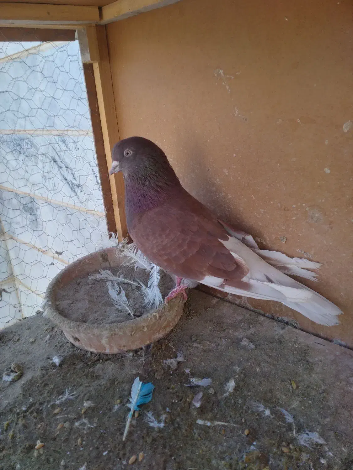 کفتر و کبوتر پرشی|پرنده|محمدشهر, عباس آباد|دیوار