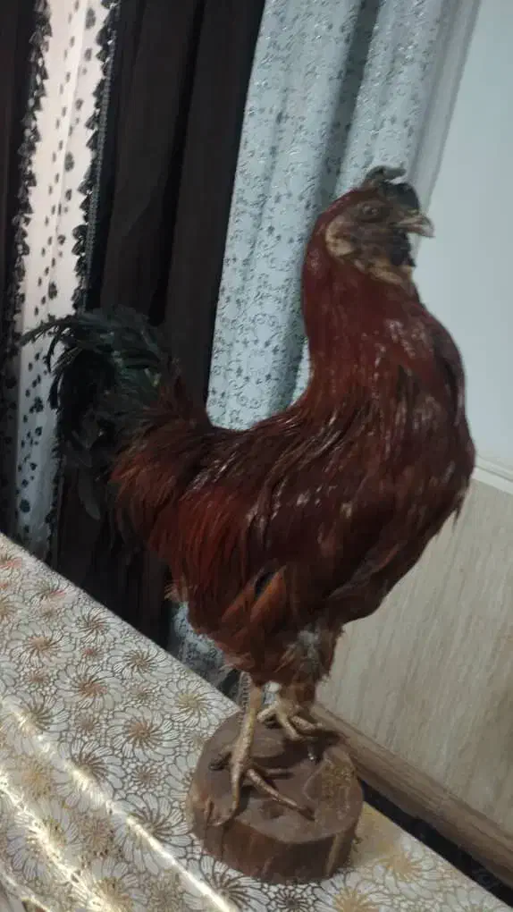 مرغ خروس گوسفند طبیعی|مجسمه، تندیس، ماکت|زابل, |دیوار