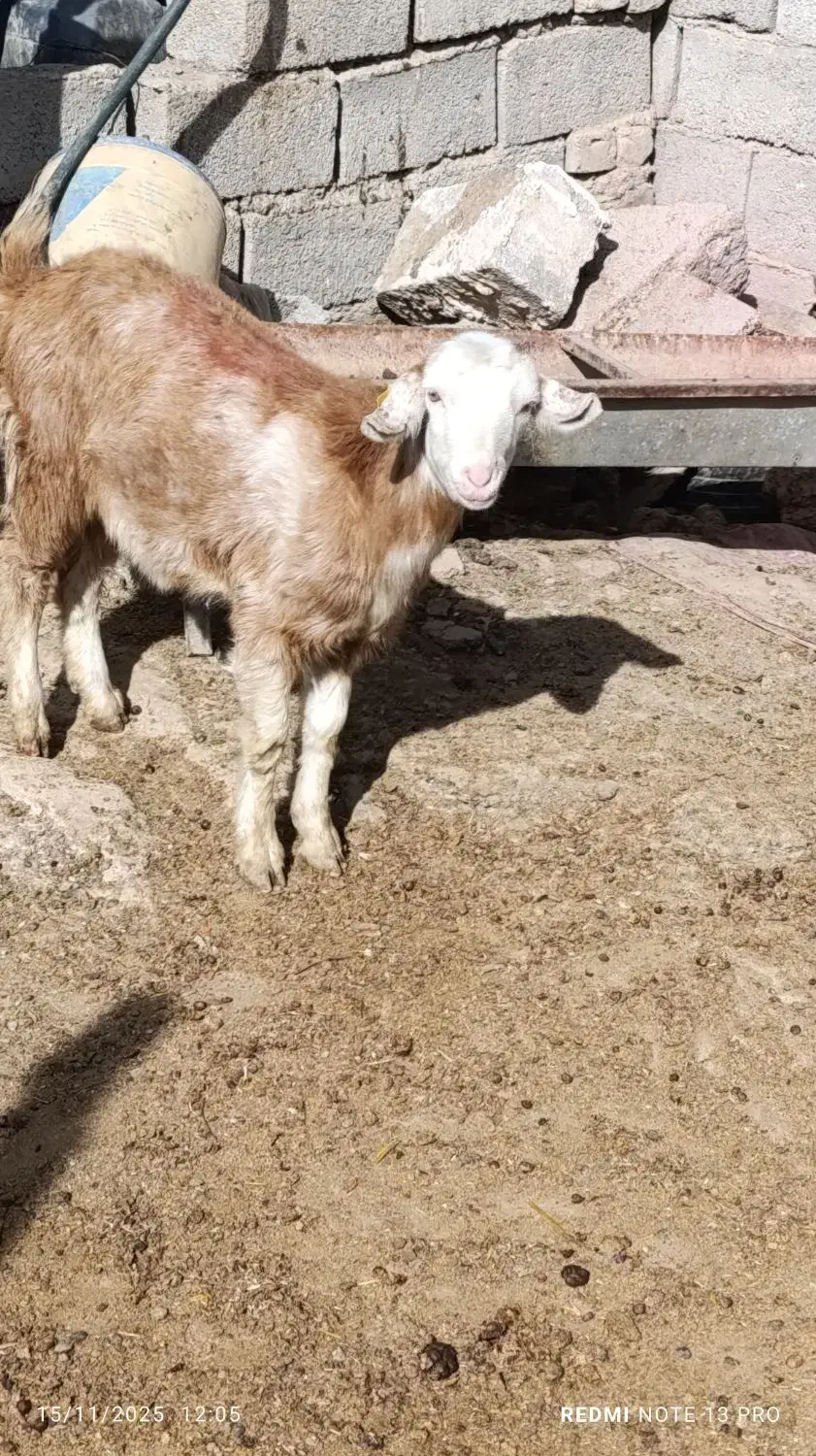 بزغاله ماده سانن سالم نژاددوقلوزا|حیوانات مزرعه|مشهد, همت آباد|دیوار
