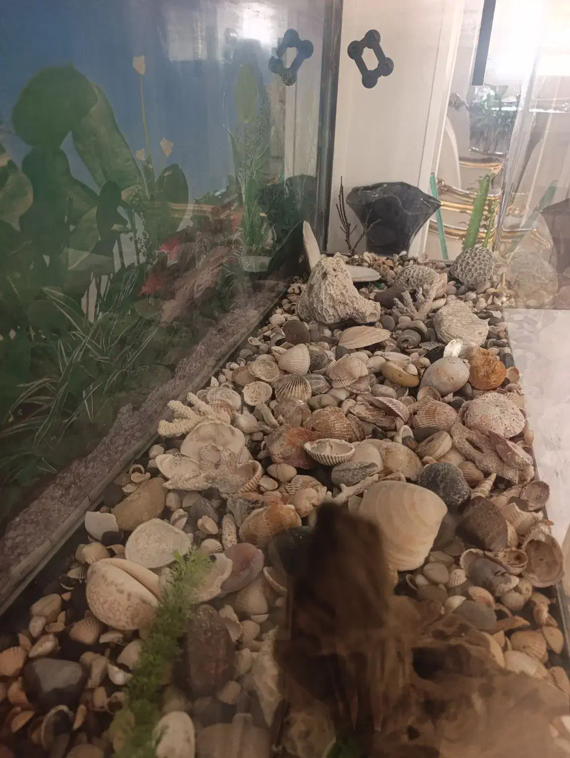 آکواریوم ساده و شرکتی ماهیران بسیار تمیز|ماهی|اصفهان, آهنگران|دیوار