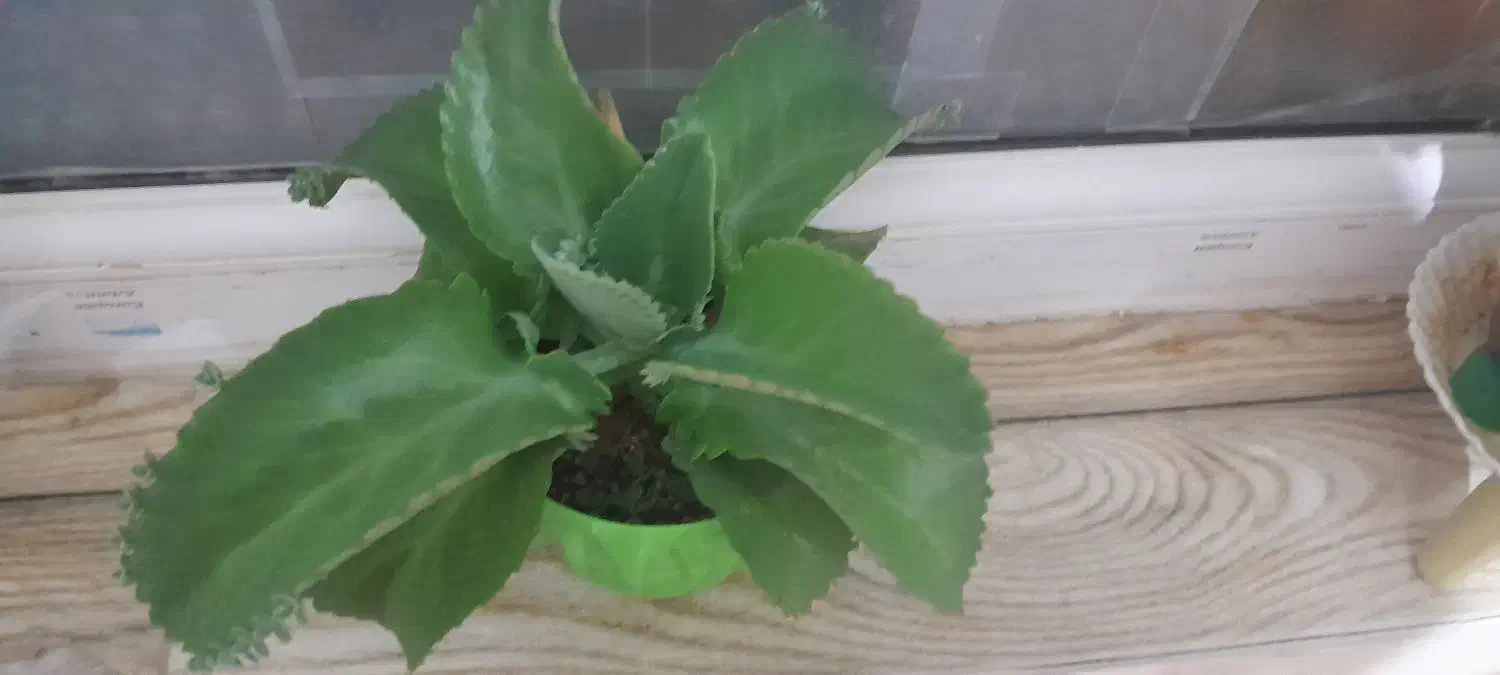 دیفن باخیا ودیفن تیکی|گل و گیاه طبیعی|هشتگرد, فاز ۷ مهستان|دیوار