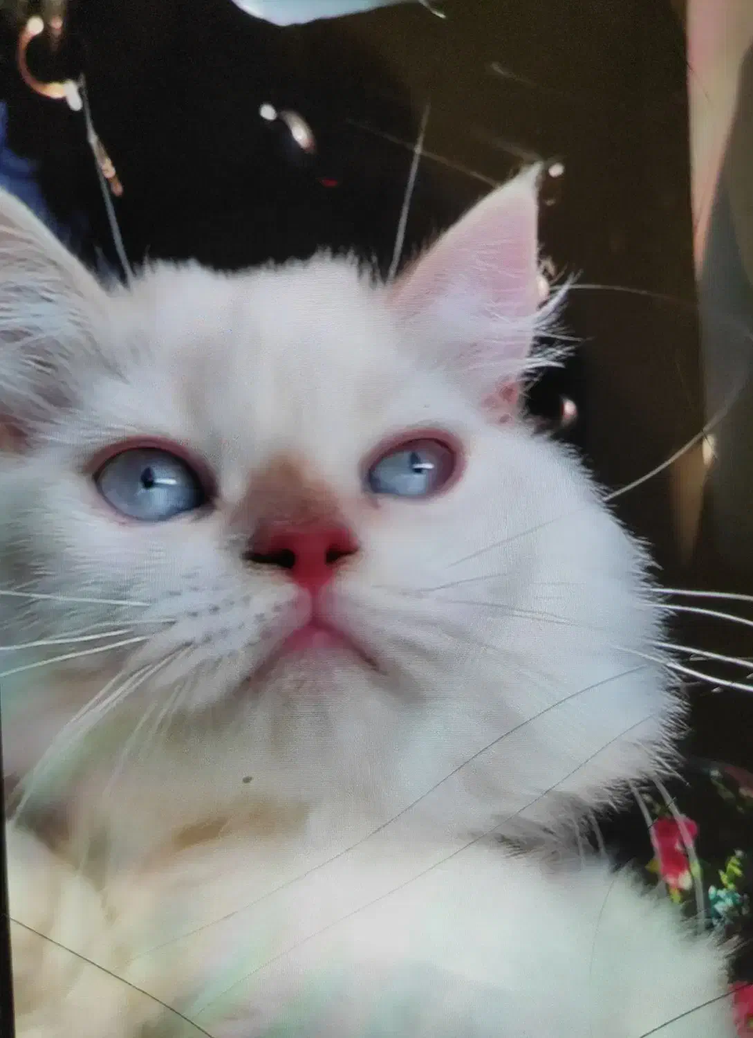 گربه پرشین چشم آبی|گربه|بندر کنگان, |دیوار