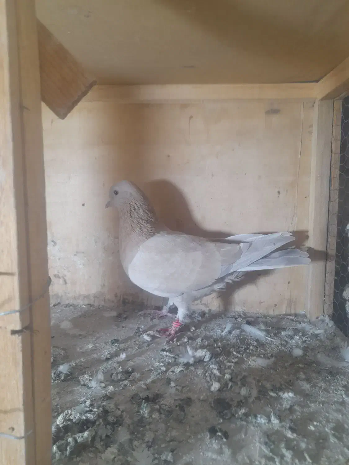 ماده زردی عروسک|پرنده|رباط‌کریم, شترخوار|دیوار