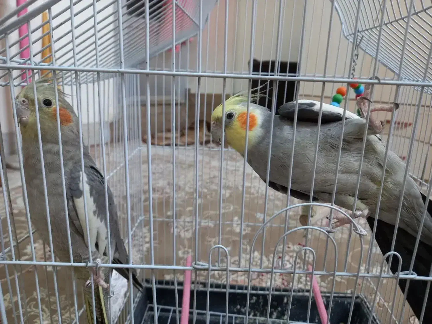 عروس هلندی جفت|پرنده|نجفآباد, شهدای غربی|دیوار