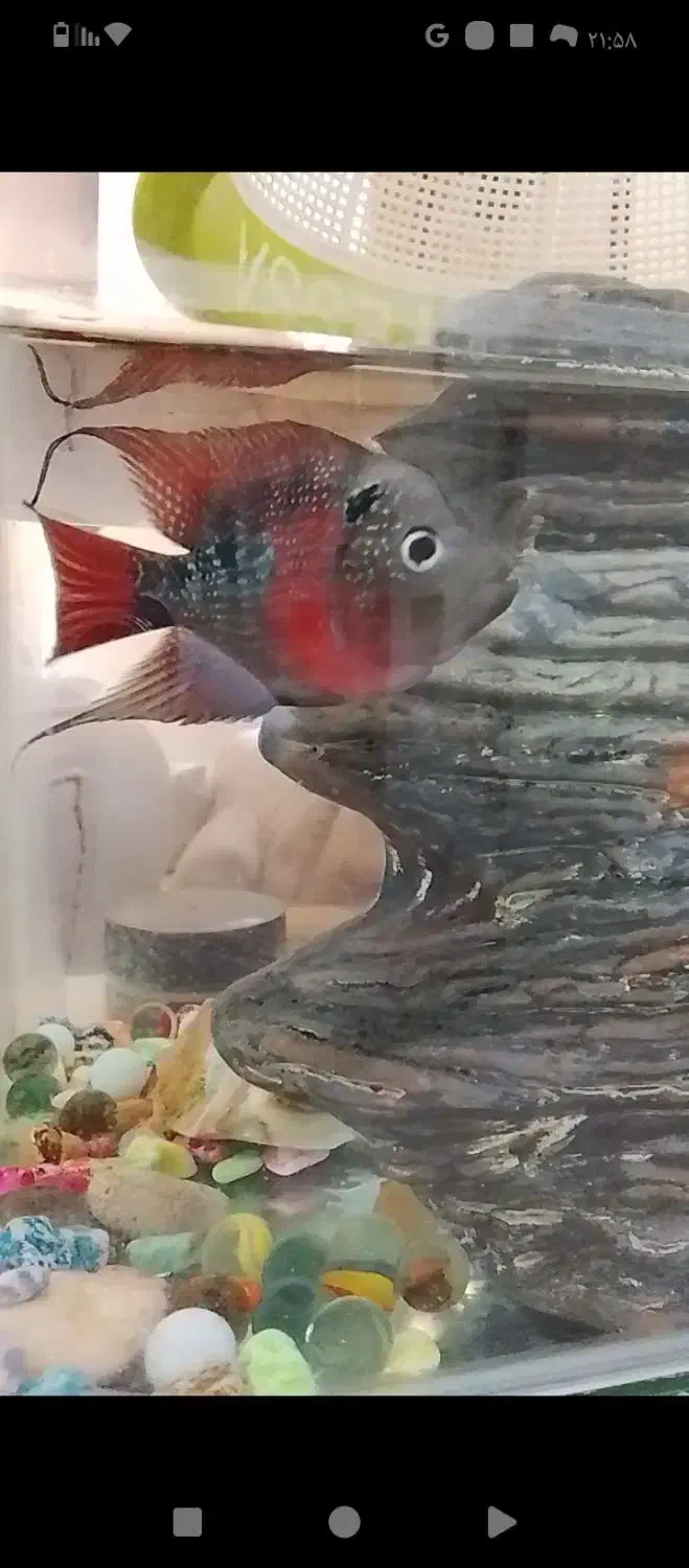 ماهی فلاور|ماهی|اصفهان, شهرک میلاد|دیوار