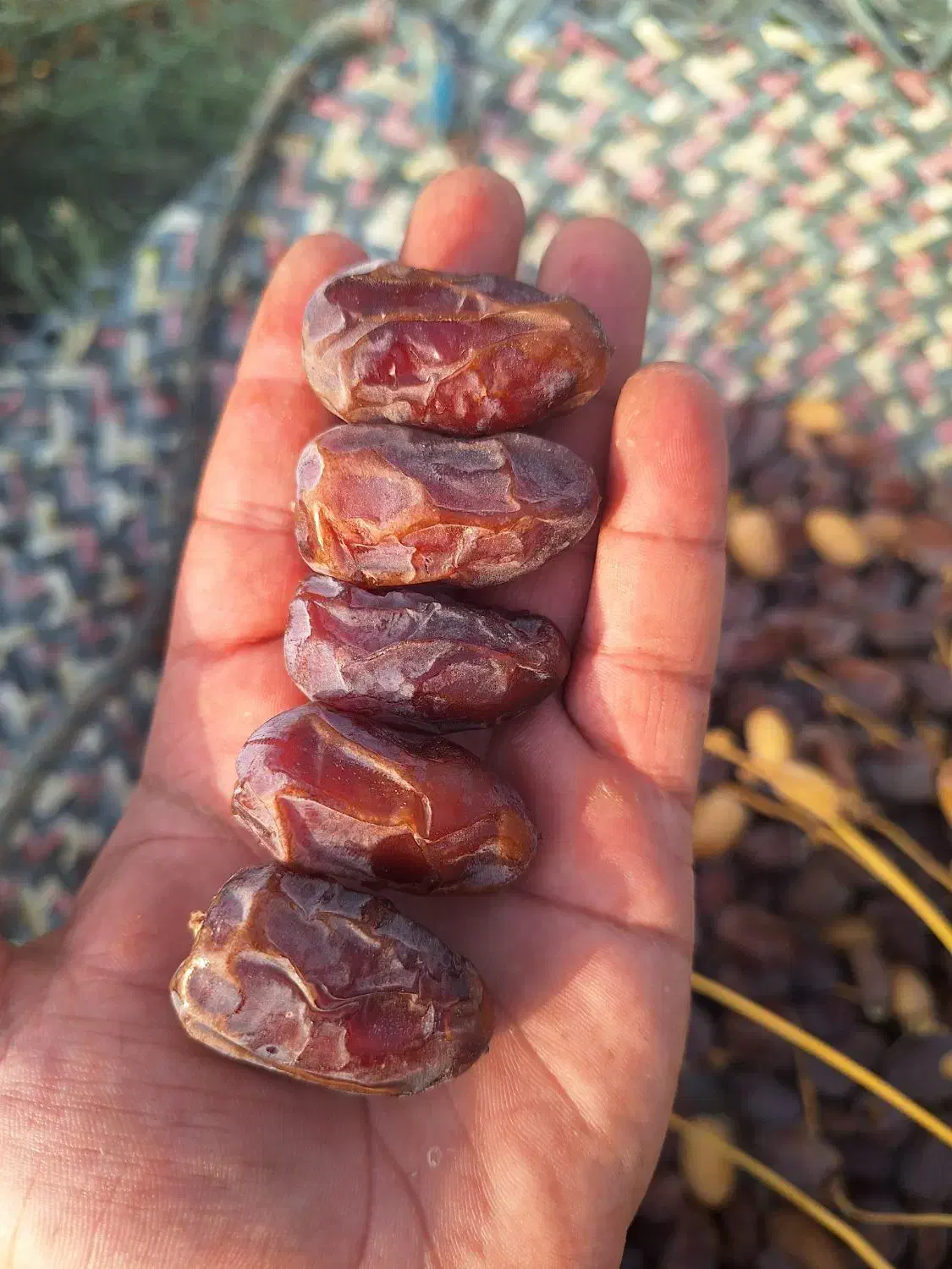 خرما|خوردنی و آشامیدنی|وحدتیه, |دیوار