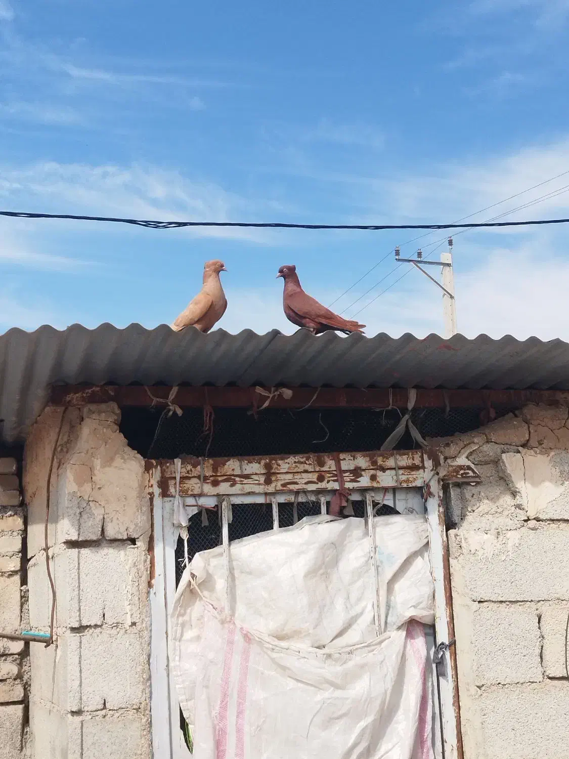 پرنده مرغ کبوتر|پرنده|اندیمشک, |دیوار