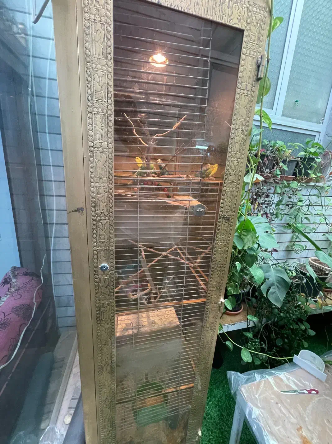 مرغ عشق|پرنده|خمینی‌شهر, |دیوار