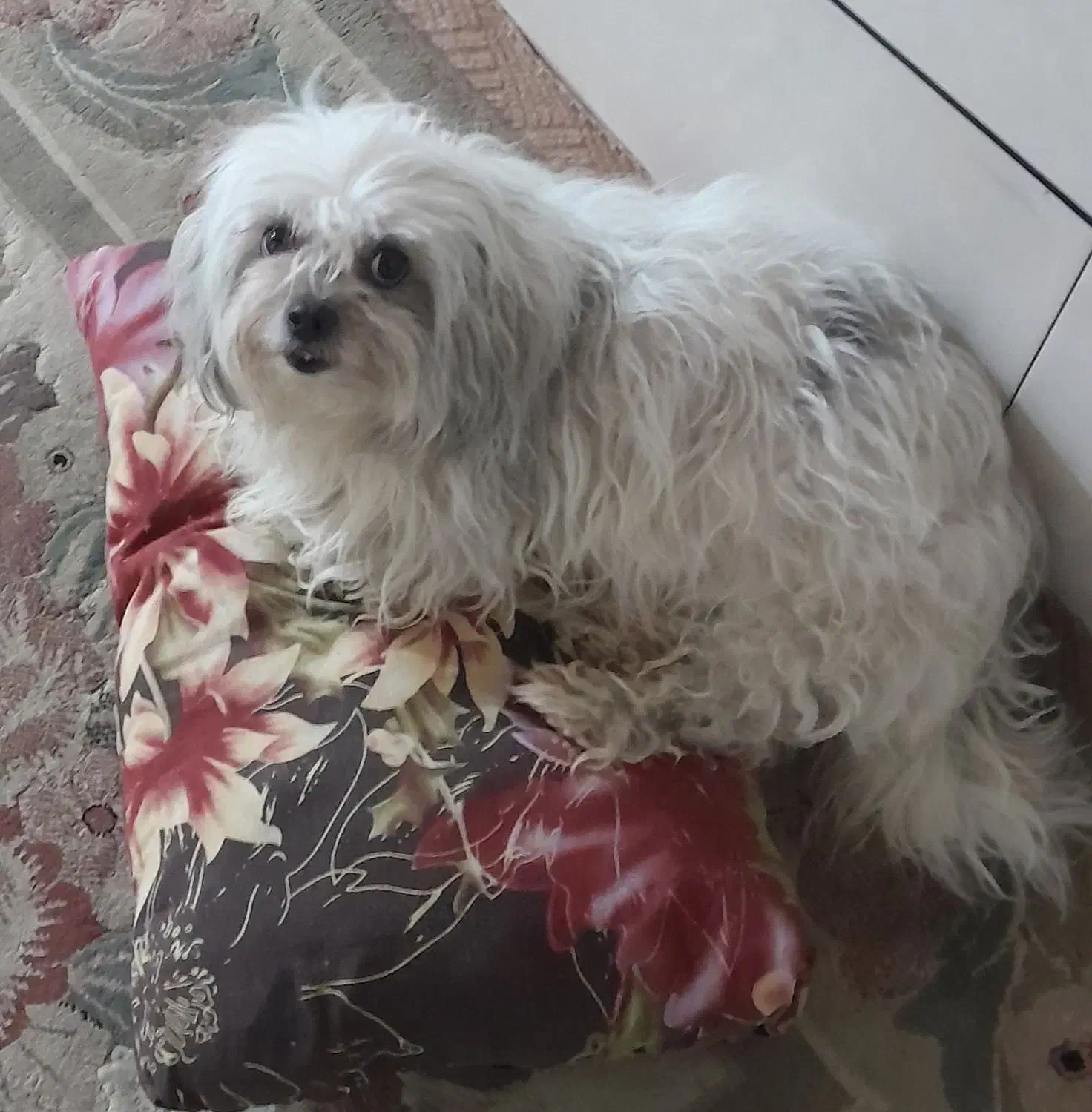 سگ شیتزو ماده|سگ|خمینی‌شهر, |دیوار