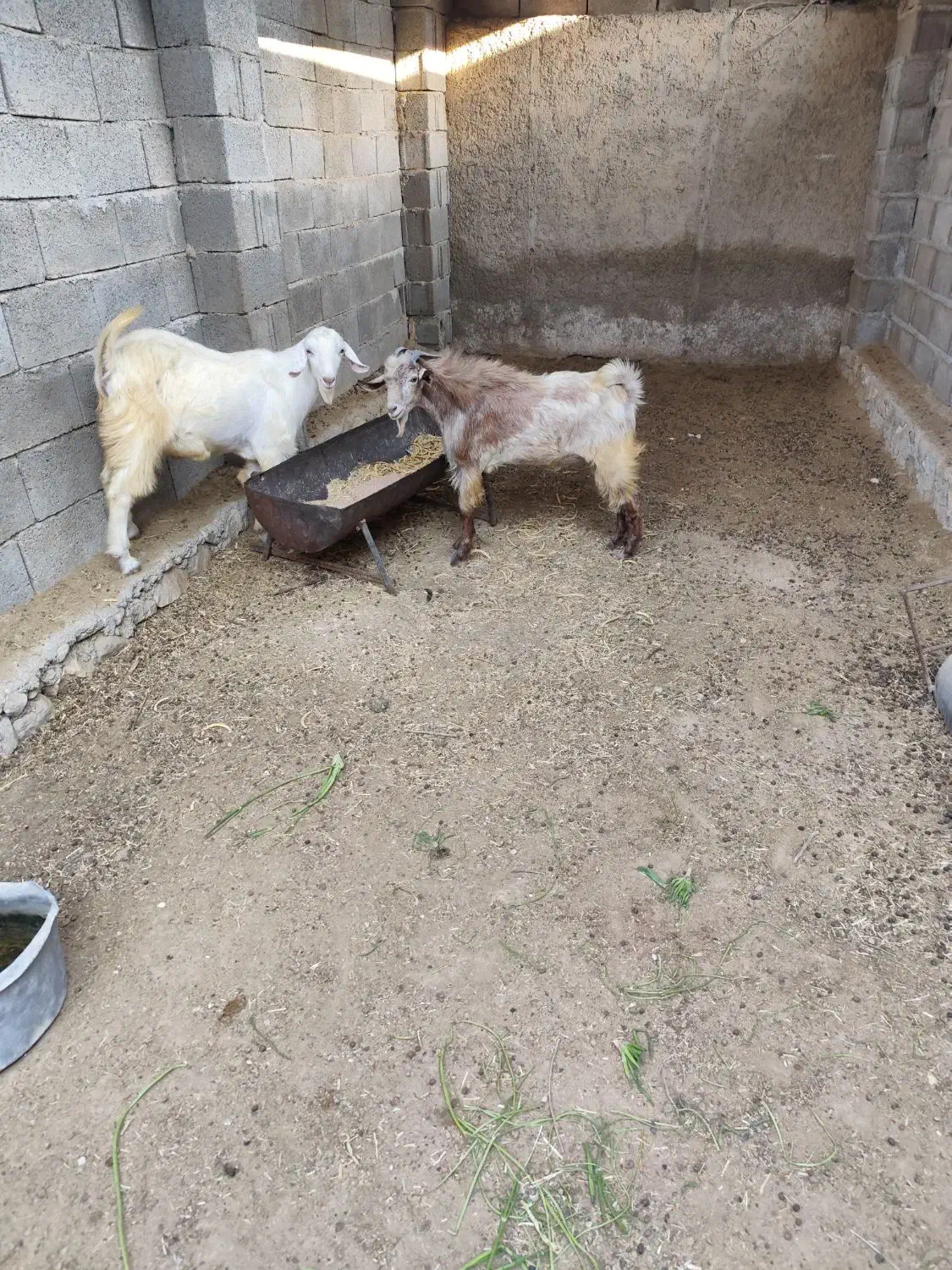 دو عدد پازن سالم و سرحال|حیوانات مزرعه|خورموج, |دیوار