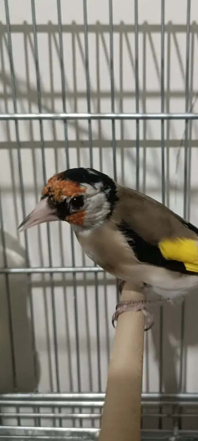 جوجه سال عطیقه|پرنده|شیراز, تندگویان|دیوار