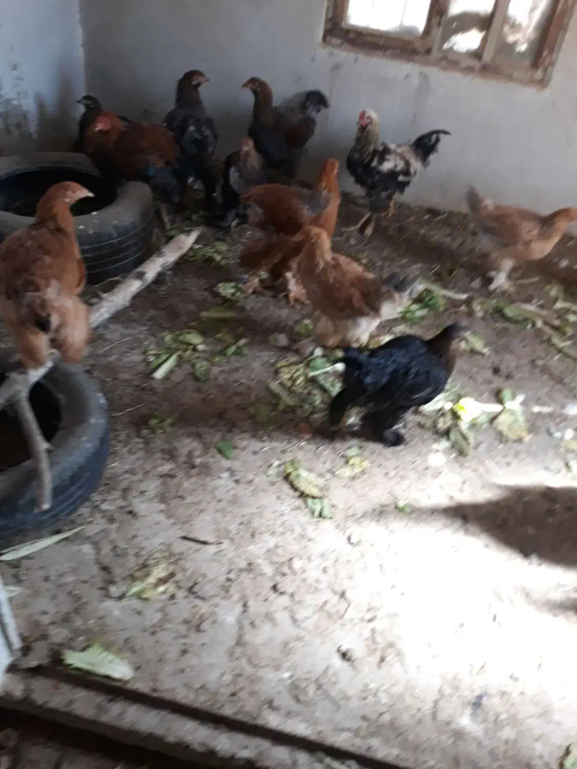 چند مرغ برهمایی وپاپری جهت فروش|حیوانات مزرعه|پاسارگاد, |دیوار