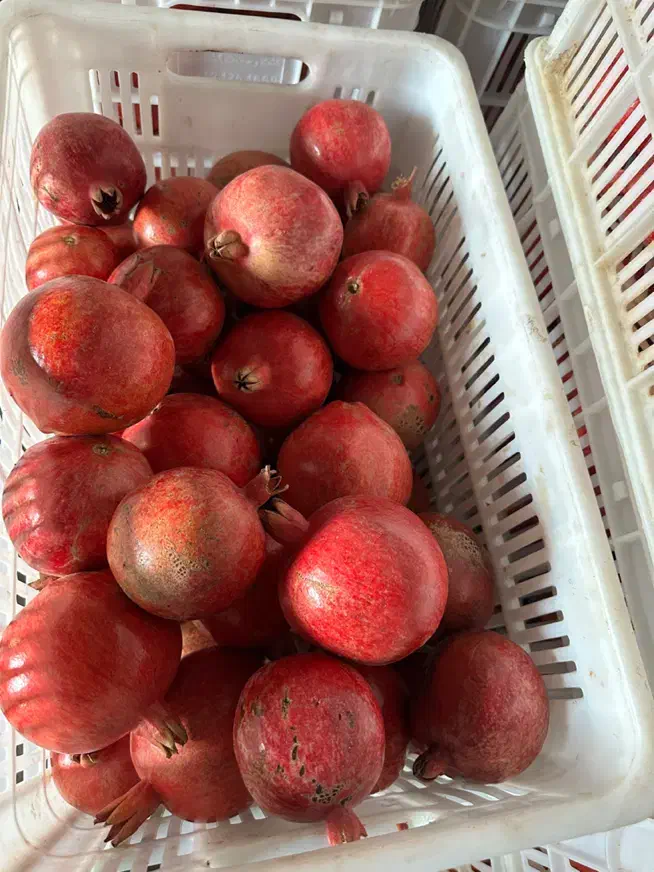 انار سردخانه|عمدهفروشی|ساوه, |دیوار