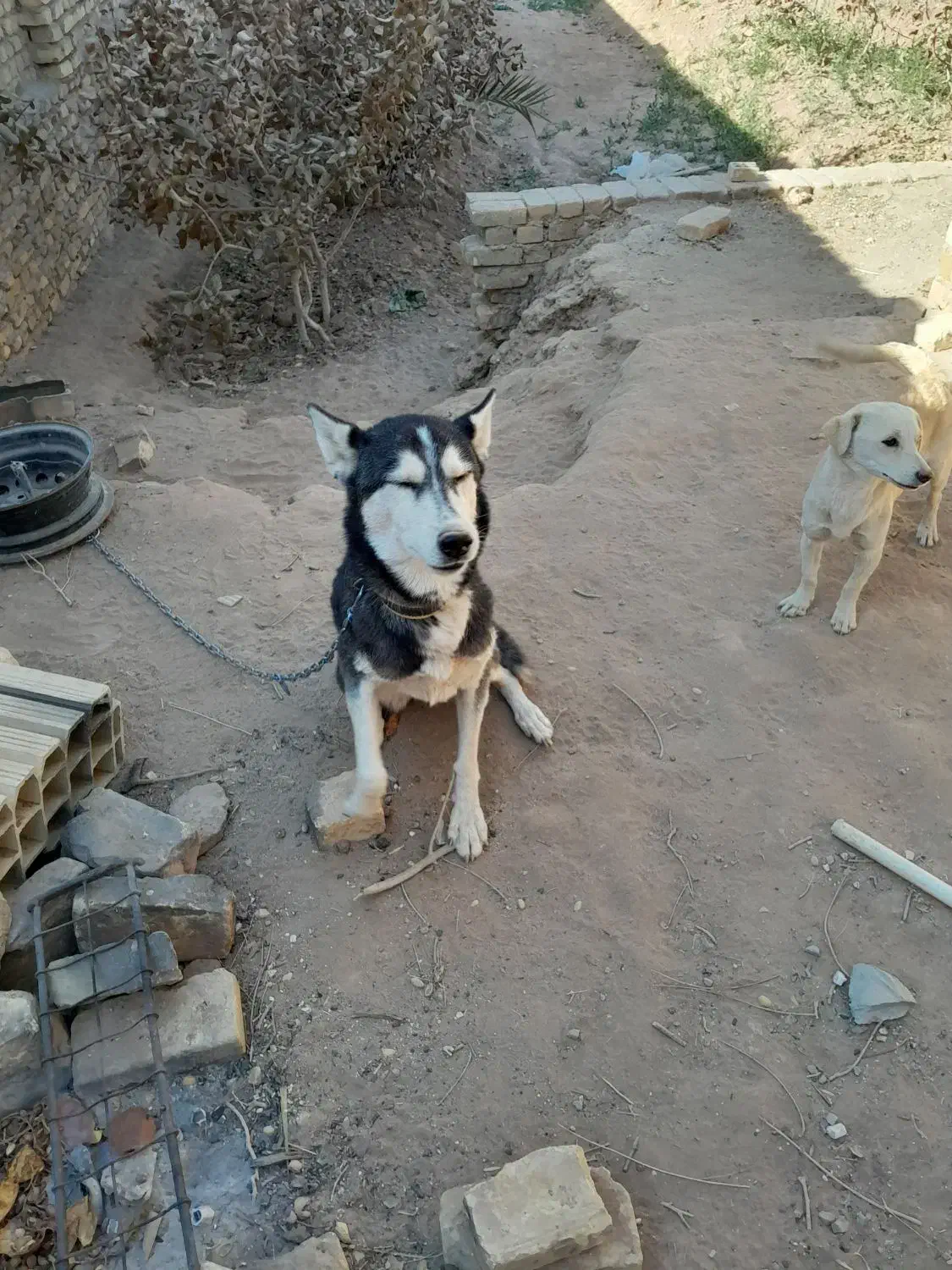 سگ هاسکی|سگ|زارچ, |دیوار