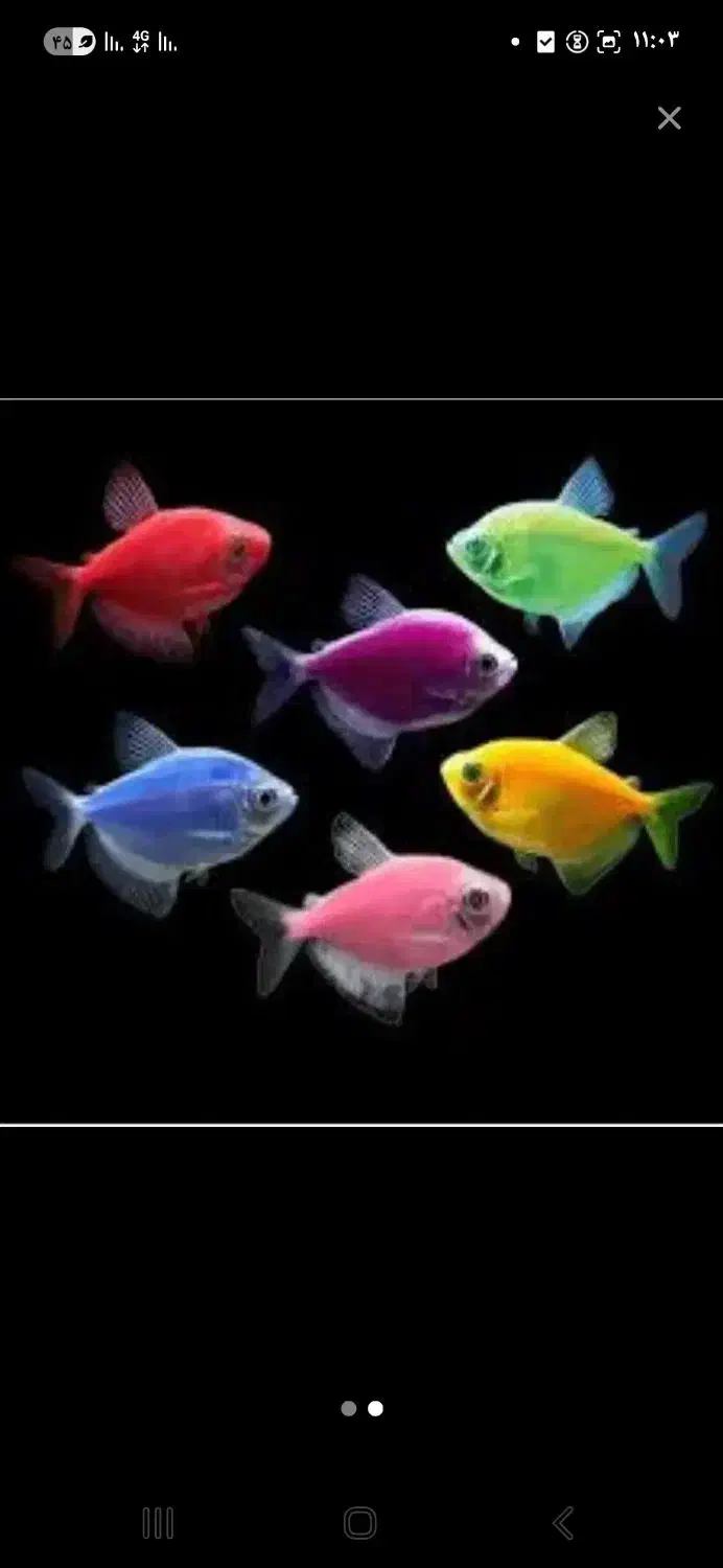 ماهی کالر ویدو رنگی|ماهی|قزوین, |دیوار