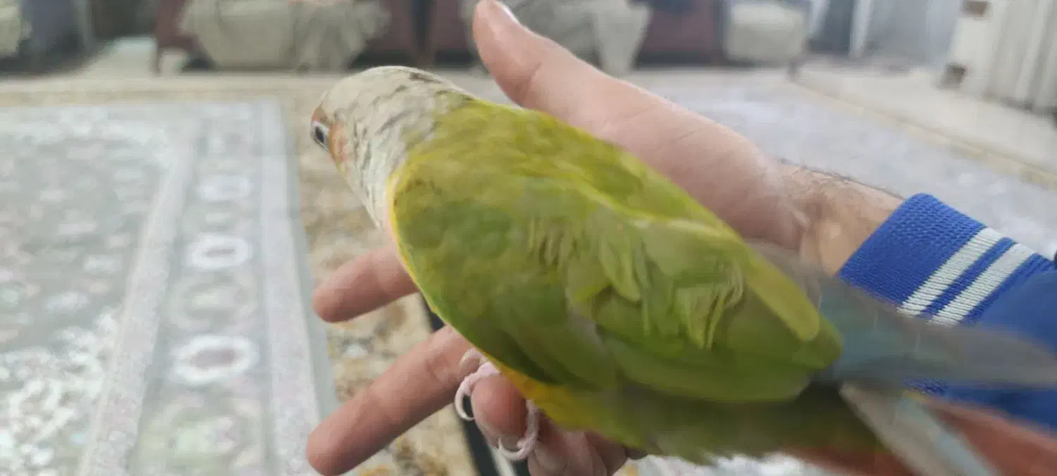 طوطی گیرینچیک|پرنده|مبارکه, |دیوار