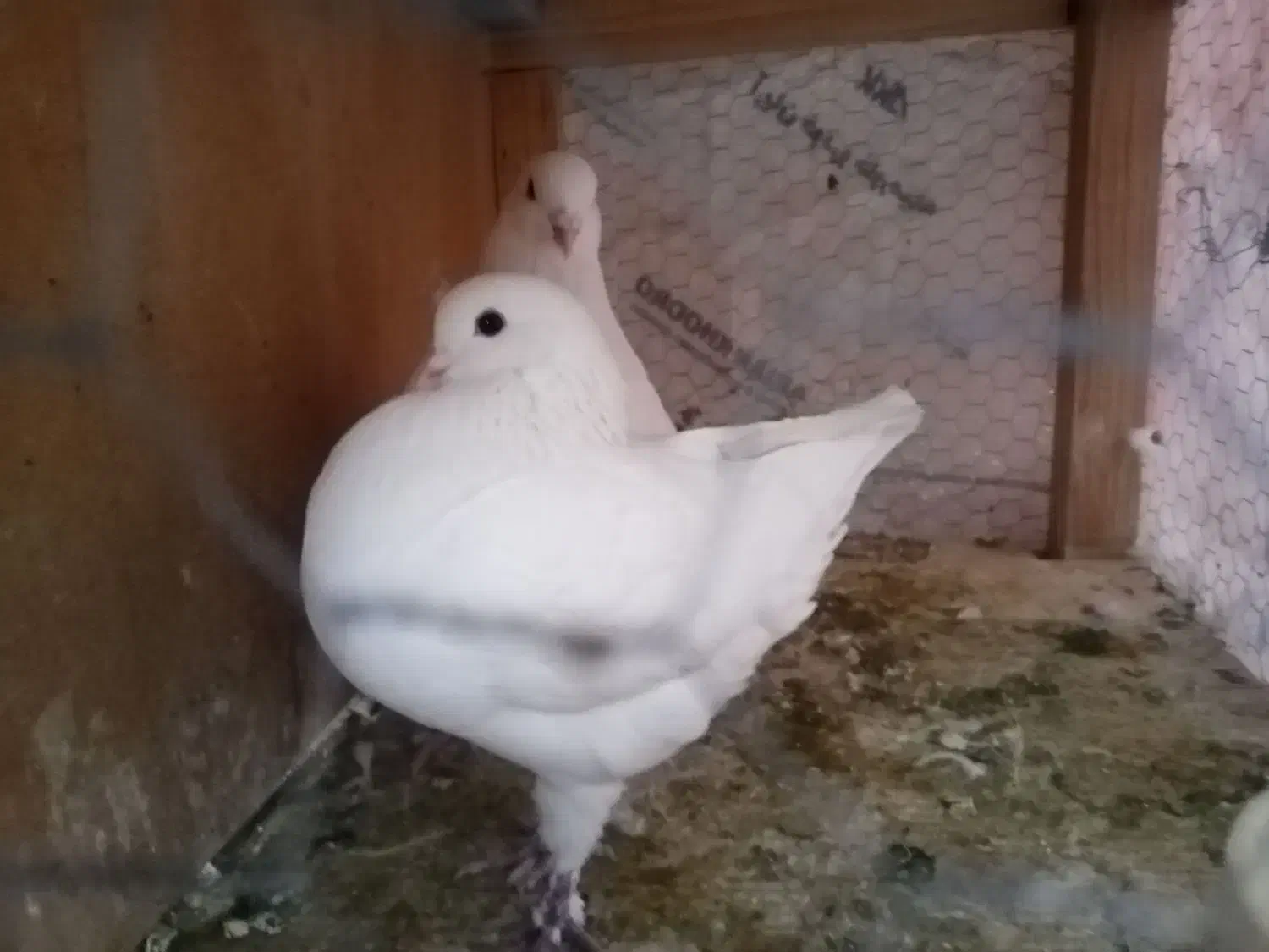 کبوتر کینگ شاهی|پرنده|مهریز, |دیوار