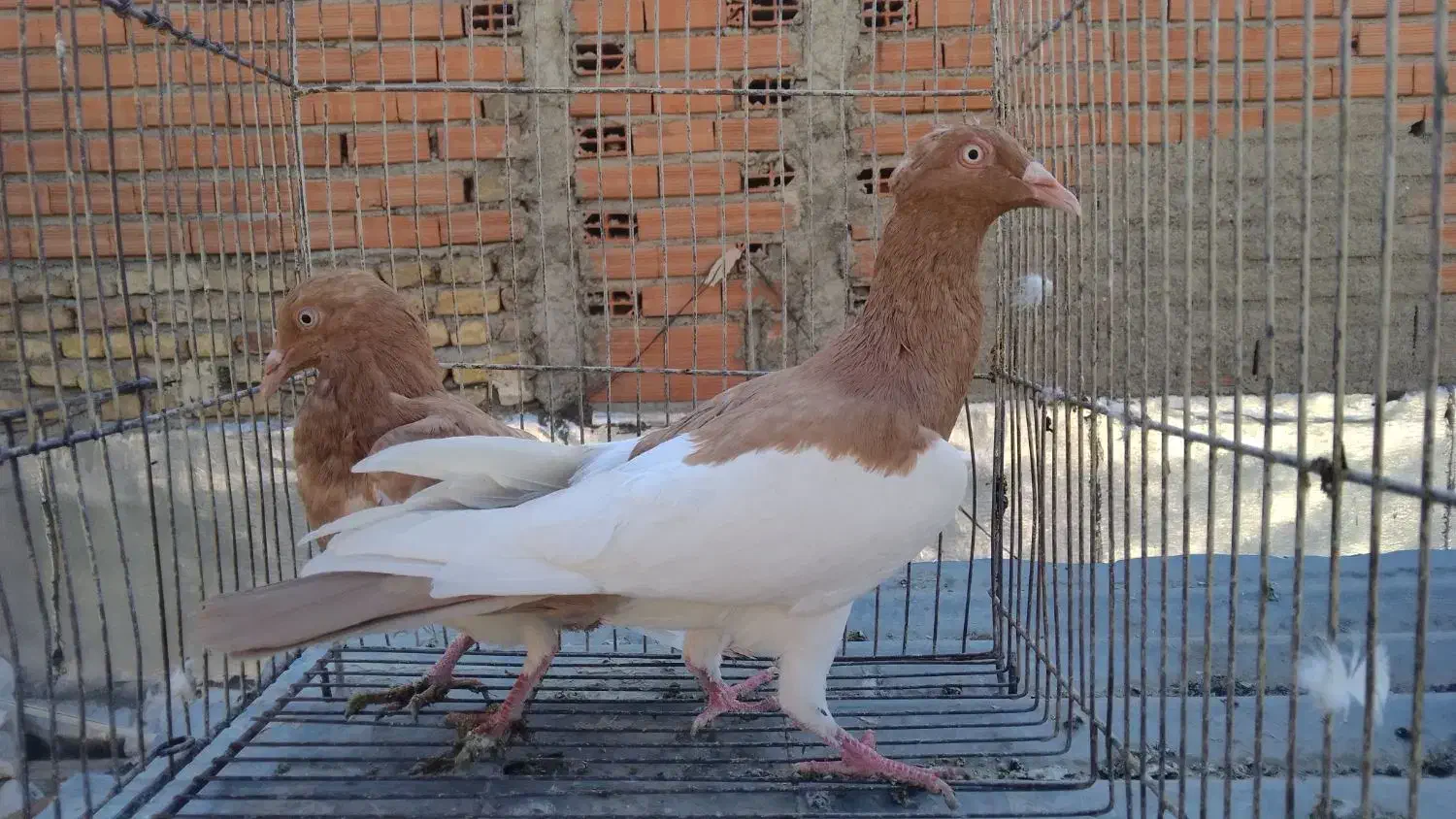 کبوتر ۱۰تاشهرستانی یهودی پلنگ ۸تا تزئینی ۴چادری|پرنده|بومهن, |دیوار