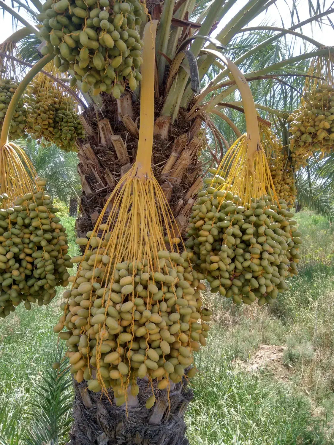راهنمایی میخوام|فعالیت داوطلبانه|کوهدشت, |دیوار