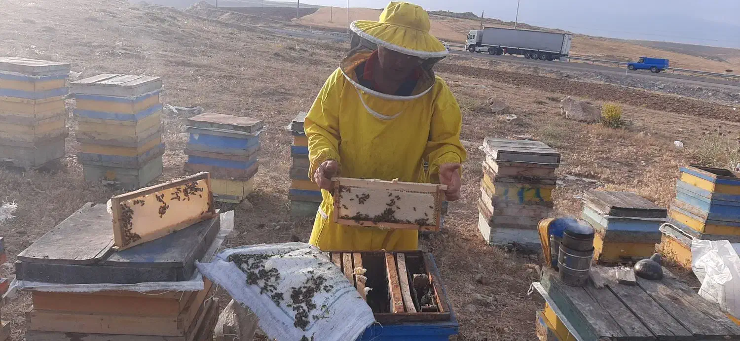 عسل طبیعی و تغذیه ژل رویال گرده گل، کره محلی|خوردنی و آشامیدنی|اردبیل, |دیوار