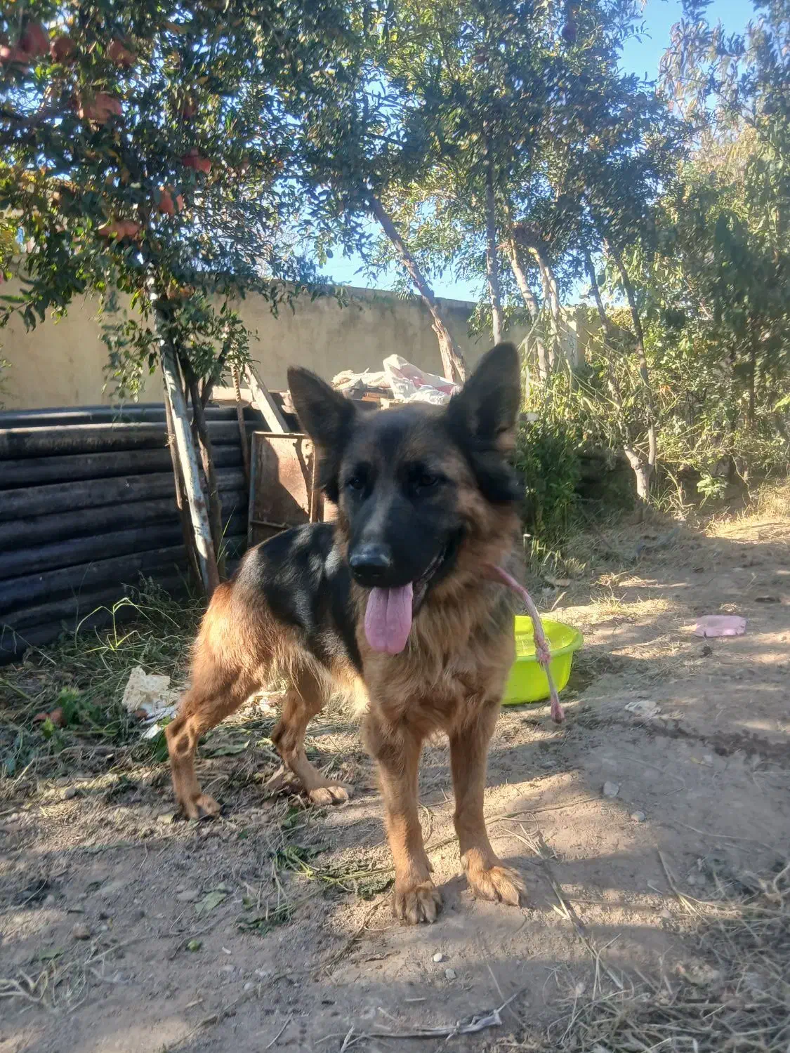 سگ ..|سگ|اصلاندوز, |دیوار