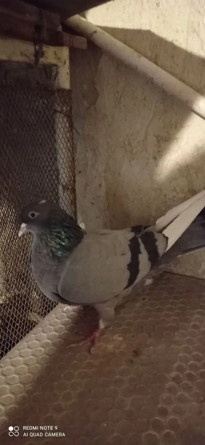 یک ماده سبز ساعتی بفروش میرسد|پرنده|اصفهان, باتون|دیوار