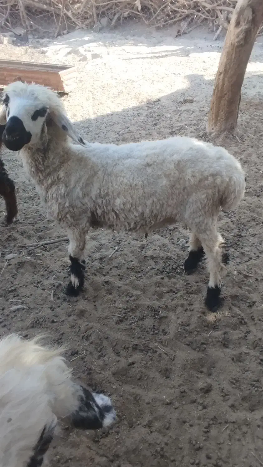 بره چاق و چلبک|حیوانات مزرعه|زابل, |دیوار