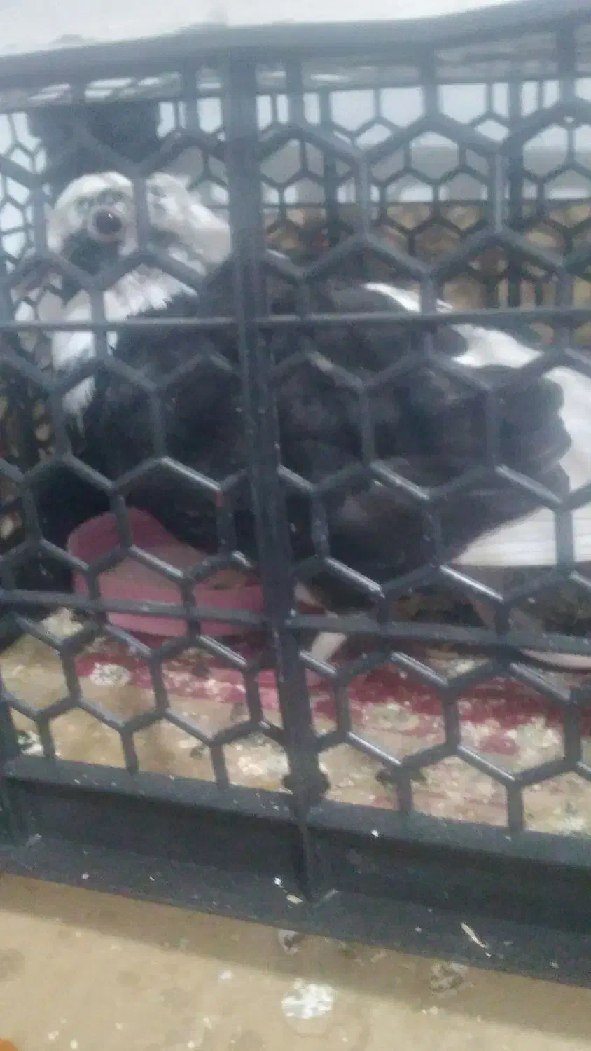 کبوتر|پرنده|مشهد, شهید احمدی روشن|دیوار