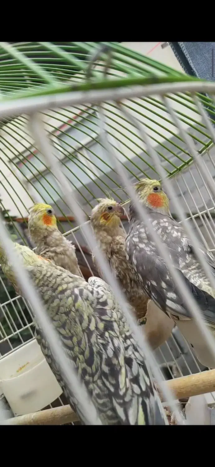 فروش  عروس هلندی  بالغ و جوجه|پرنده|تالش, هشتپر|دیوار