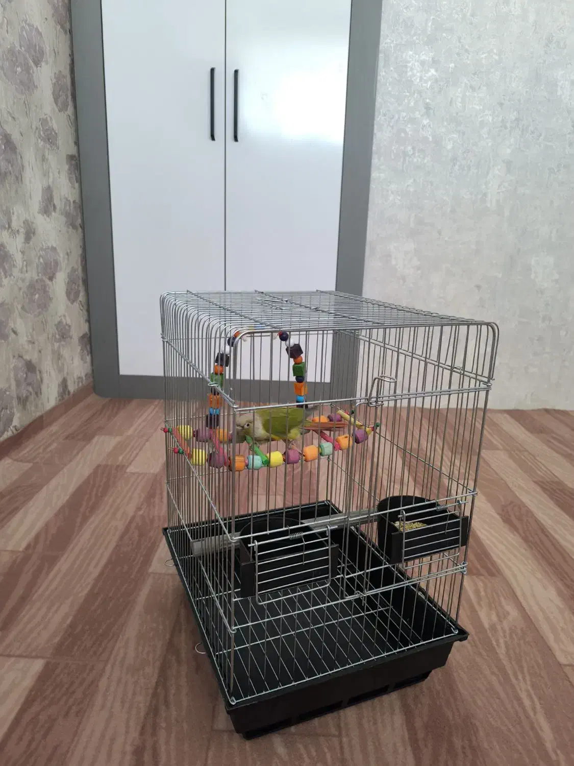 طوطی گرینچیک نر رام|پرنده|کرمانشاه, |دیوار