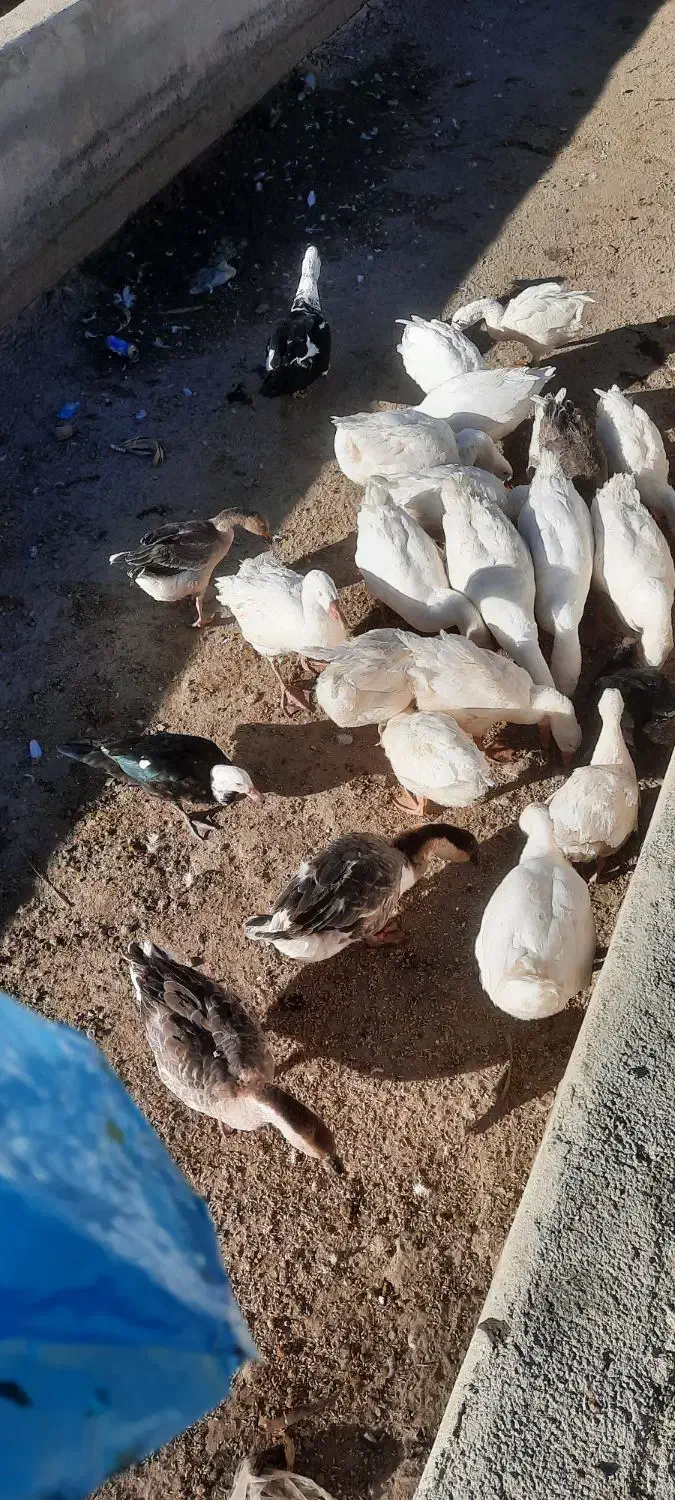 غاز غوغاز|حیوانات مزرعه|کوزران, |دیوار