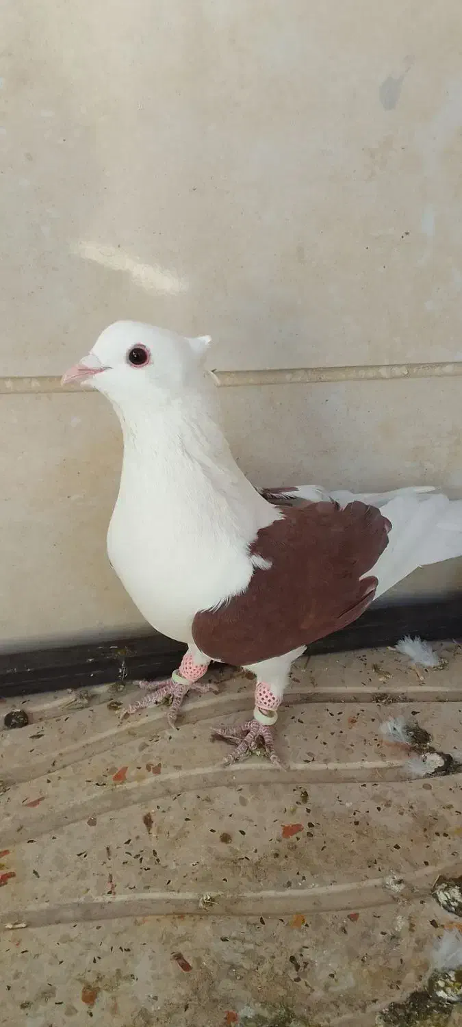 رنگی وسیاهپوش|پرنده|محمدیه-قزوین, |دیوار