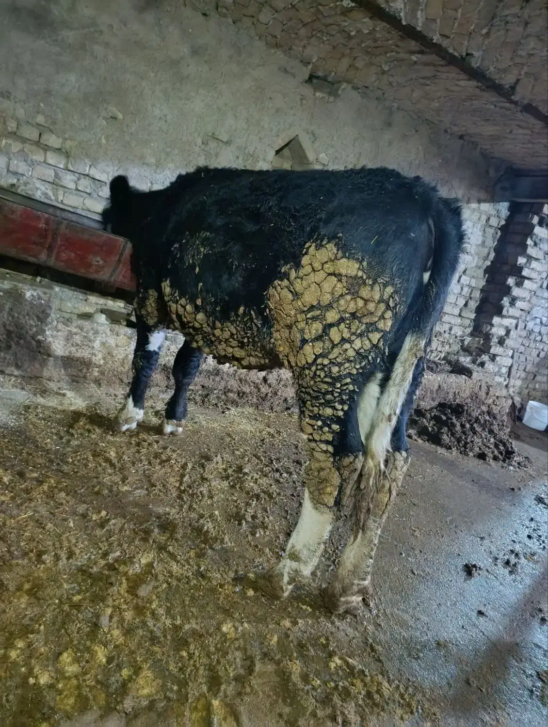 گوساله|حیوانات مزرعه|جوکار, |دیوار